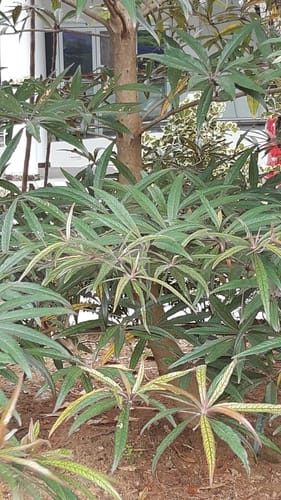 Terminalia bentzoe (False benzoin) — photo