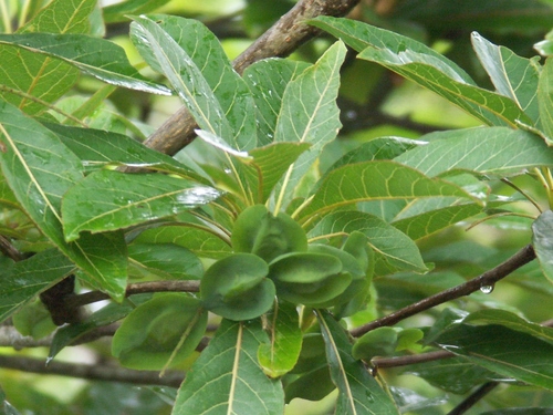 Terminalia bentzoe