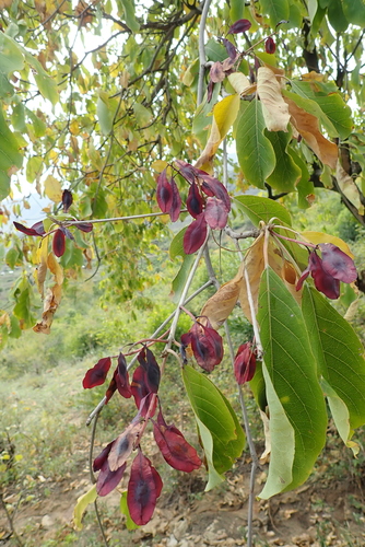 Terminalia brownii