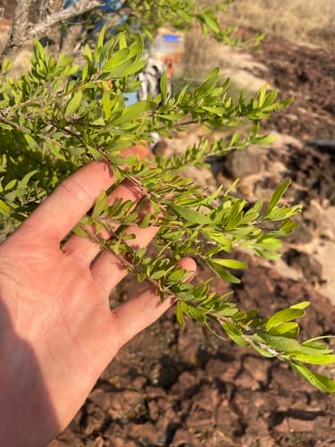 Terminalia bursarina (Pirijpirij) — photo