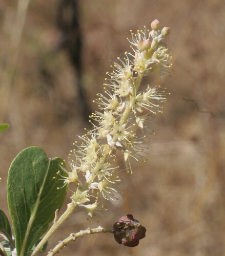 Terminalia bursarina