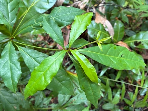 Terminalia calamansanai (Philippine almond tree) — photo