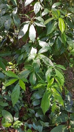 Terminalia calamansanai
