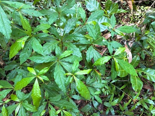Terminalia calamansanai (Philippine almond tree) — photo