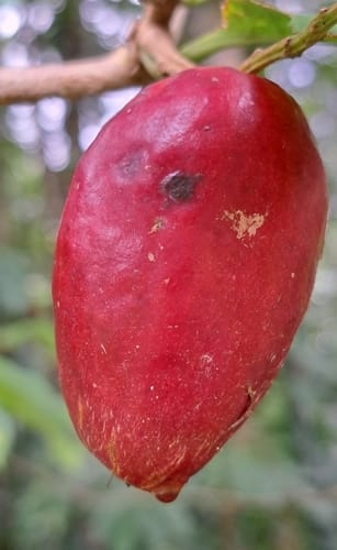 Terminalia canaliculata — photo