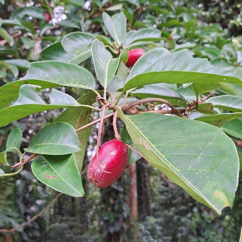 Terminalia canaliculata