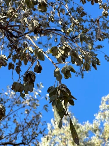Terminalia canescens (Australian almond) — photo