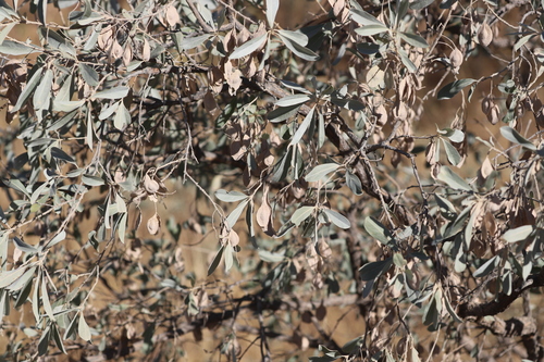 Terminalia canescens