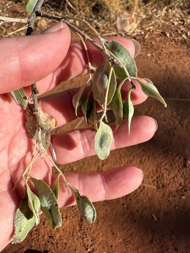 Terminalia canescens (Australian almond) — photo