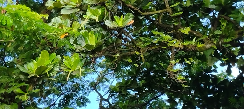 Terminalia carolinensis — photo