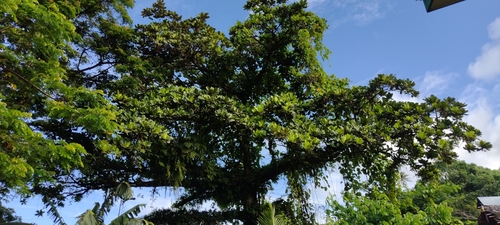 Terminalia carolinensis — photo