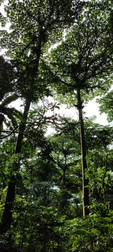 Terminalia carolinensis