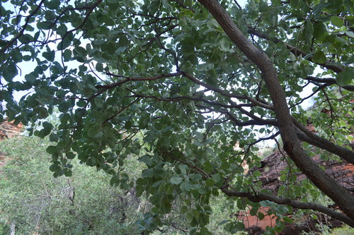 Terminalia carpentariae (Wild peach) — photo