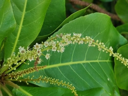 Terminalia catappa (Java almond) — photo
