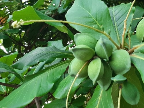 Terminalia catappa