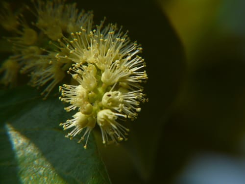 Terminalia chebula (Myrobalan) — photo