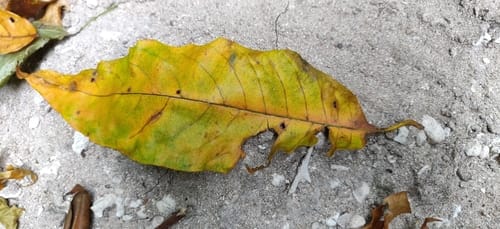 Terminalia citrina (Citron myrobalan) — photo