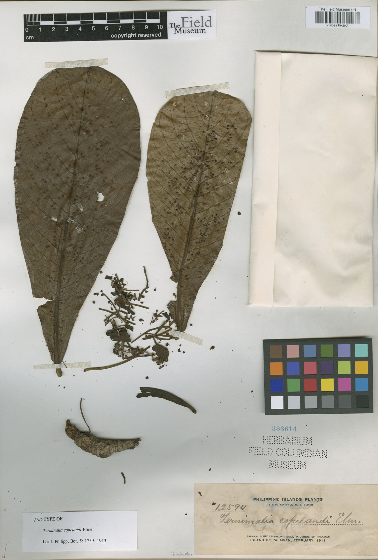 Terminalia copelandii