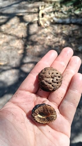 Terminalia cunninghamii (Pindan walnut) — photo