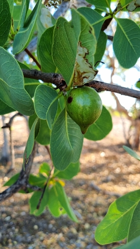 Terminalia cunninghamii