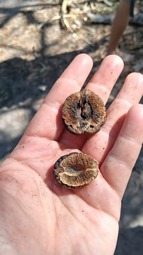 Terminalia cunninghamii (Pindan walnut) — photo