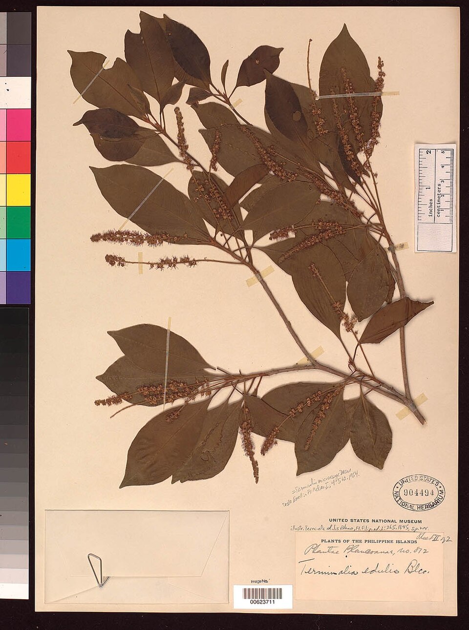 Terminalia edulis (Dalison) — photo