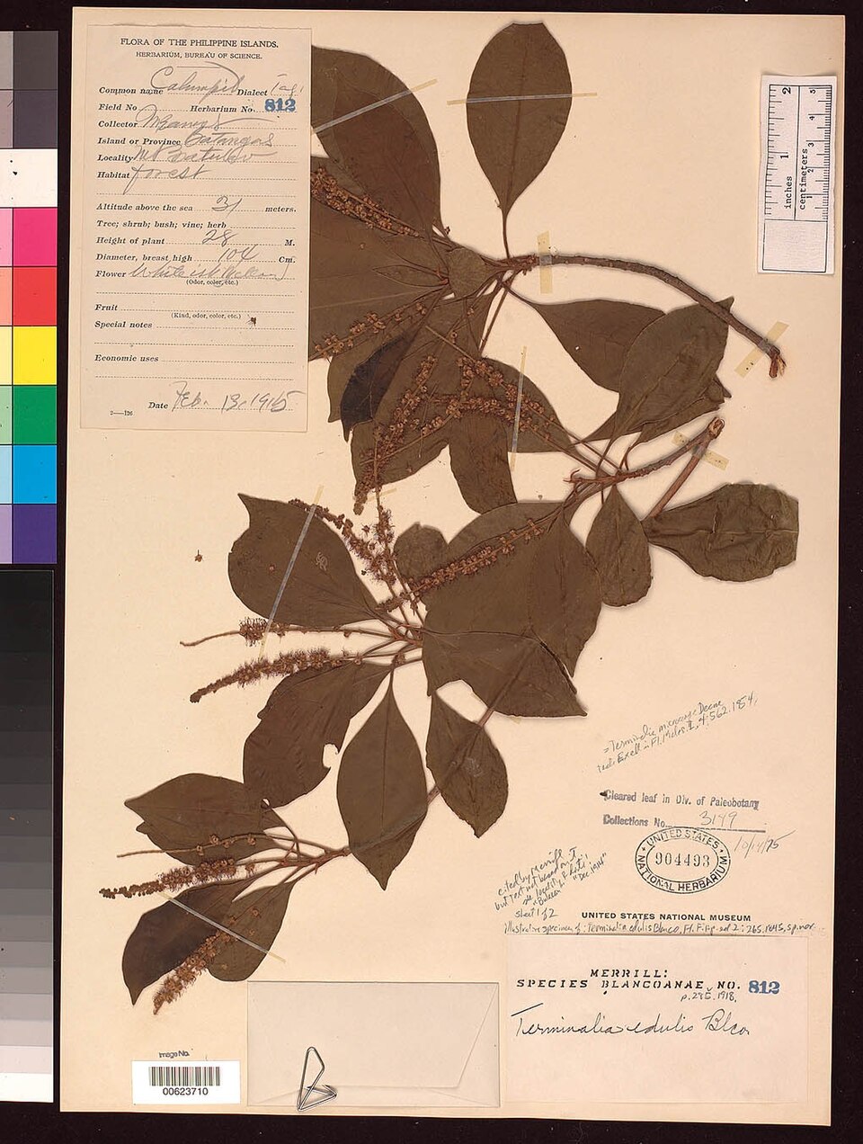 Terminalia edulis
