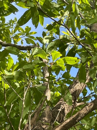 Terminalia erythrocarpa (Girn girnirr) — photo
