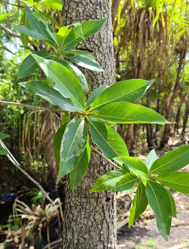 Terminalia erythrocarpa