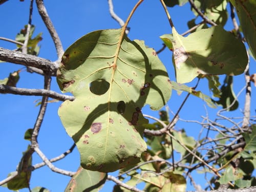 Terminalia ferdinandiana (Billy Goat plum) — photo