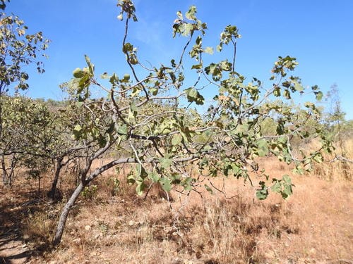 Terminalia ferdinandiana (Billy Goat plum) — photo