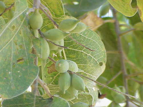 Terminalia ferdinandiana
