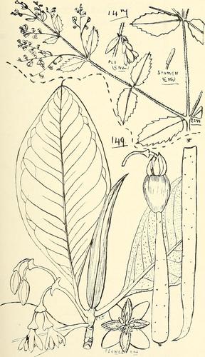 Terminalia glabrata