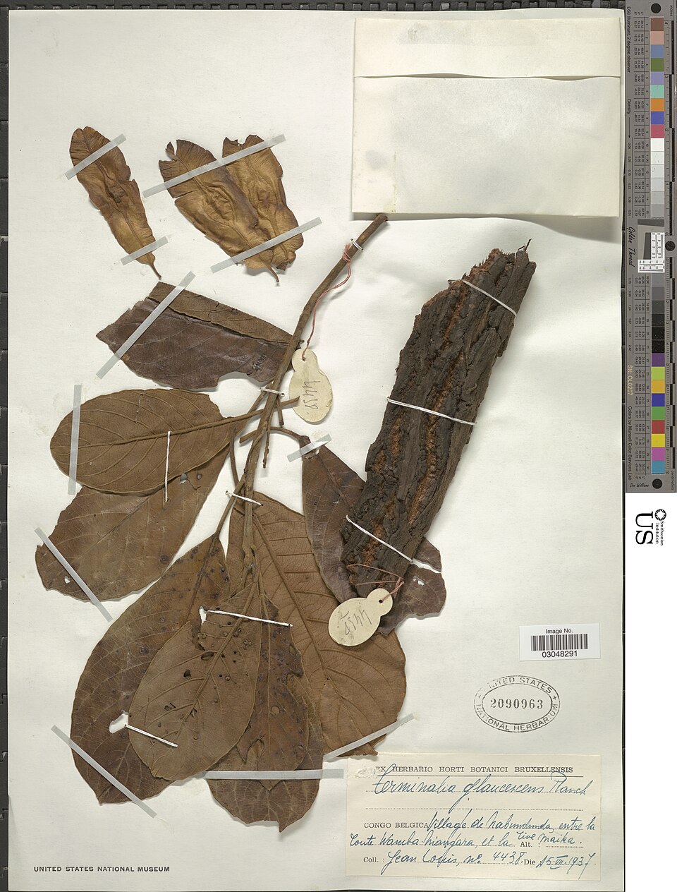 Terminalia glaucescens — photo