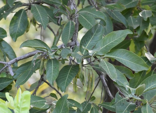 Terminalia glaucescens