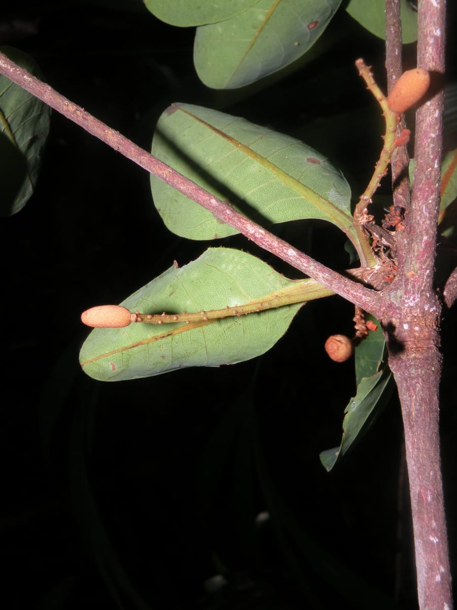 Terminalia grandis (Wild genip) — photo