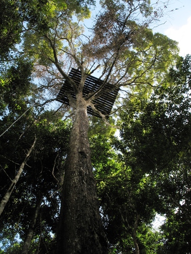 Terminalia grandis
