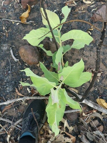 Terminalia hadleyana subsp. carpentariae (Wild peach) — photo