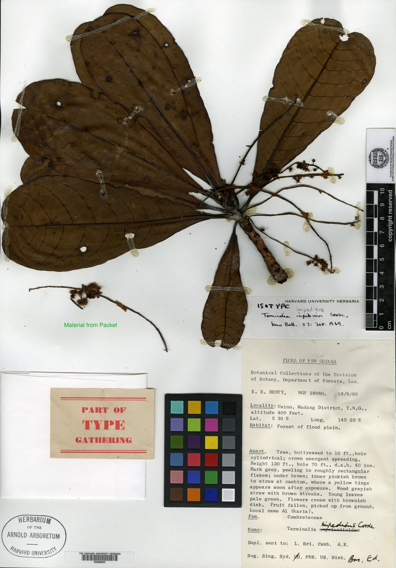 Terminalia impediens