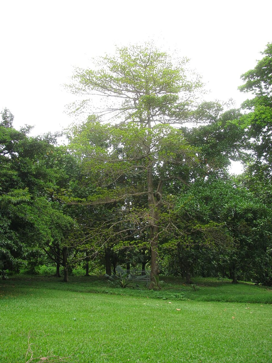 Terminalia kaernbachii (Okari) — photo