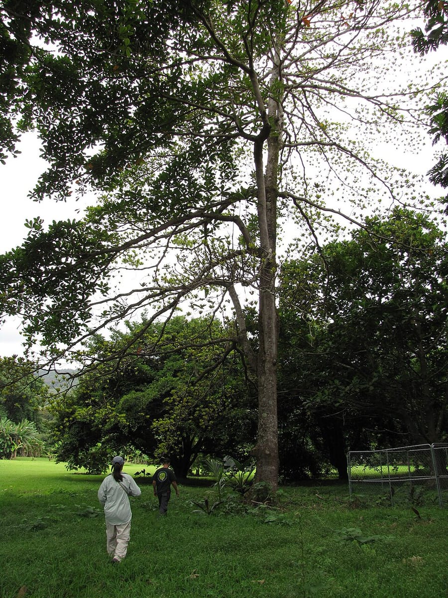 Terminalia kaernbachii (Okari) — photo