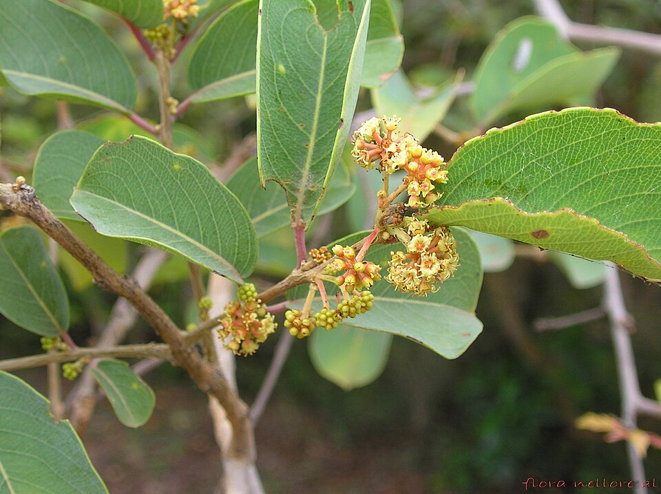 Terminalia latifolia — photo