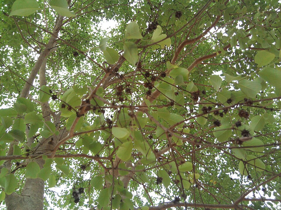 Terminalia latifolia — photo