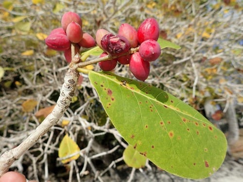 Terminalia litoralis — photo