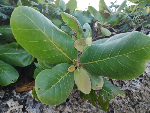 Terminalia litoralis