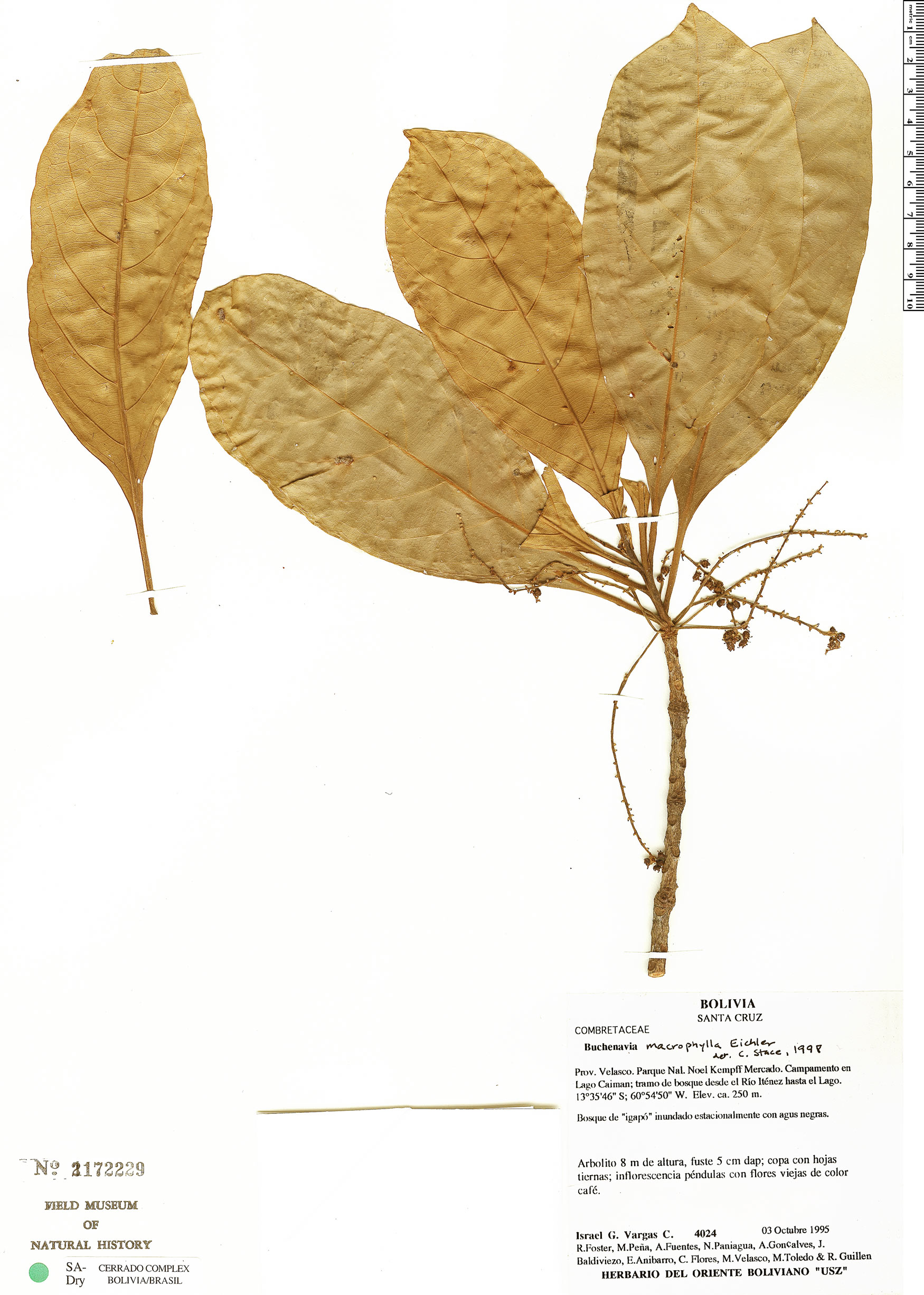 Terminalia macrophylla