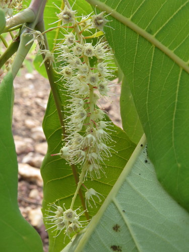 Terminalia macroptera