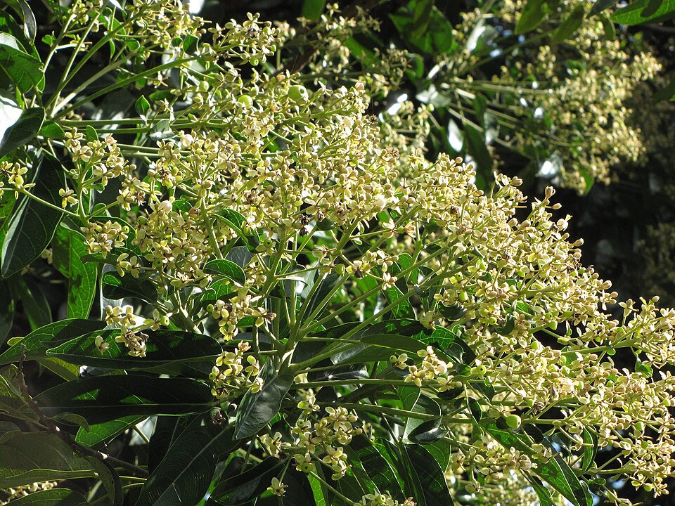 Terminalia megalocarpa (To'oma) — photo