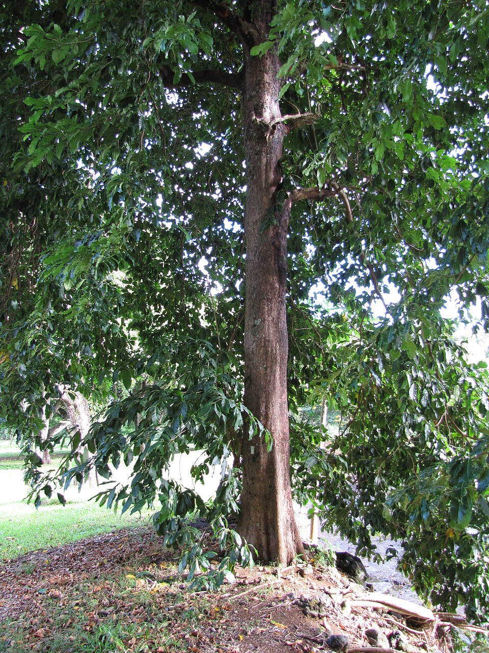 Terminalia megalocarpa