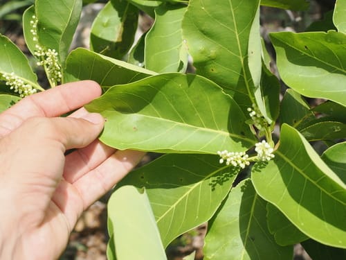 Terminalia melanocarpa (Black fruit) — photo